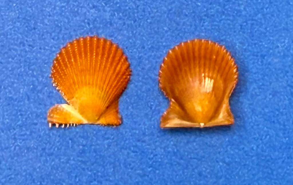 Lindapecten muscosus – Orange Form Matched Pair – Dry Tortugas – 13.4mm