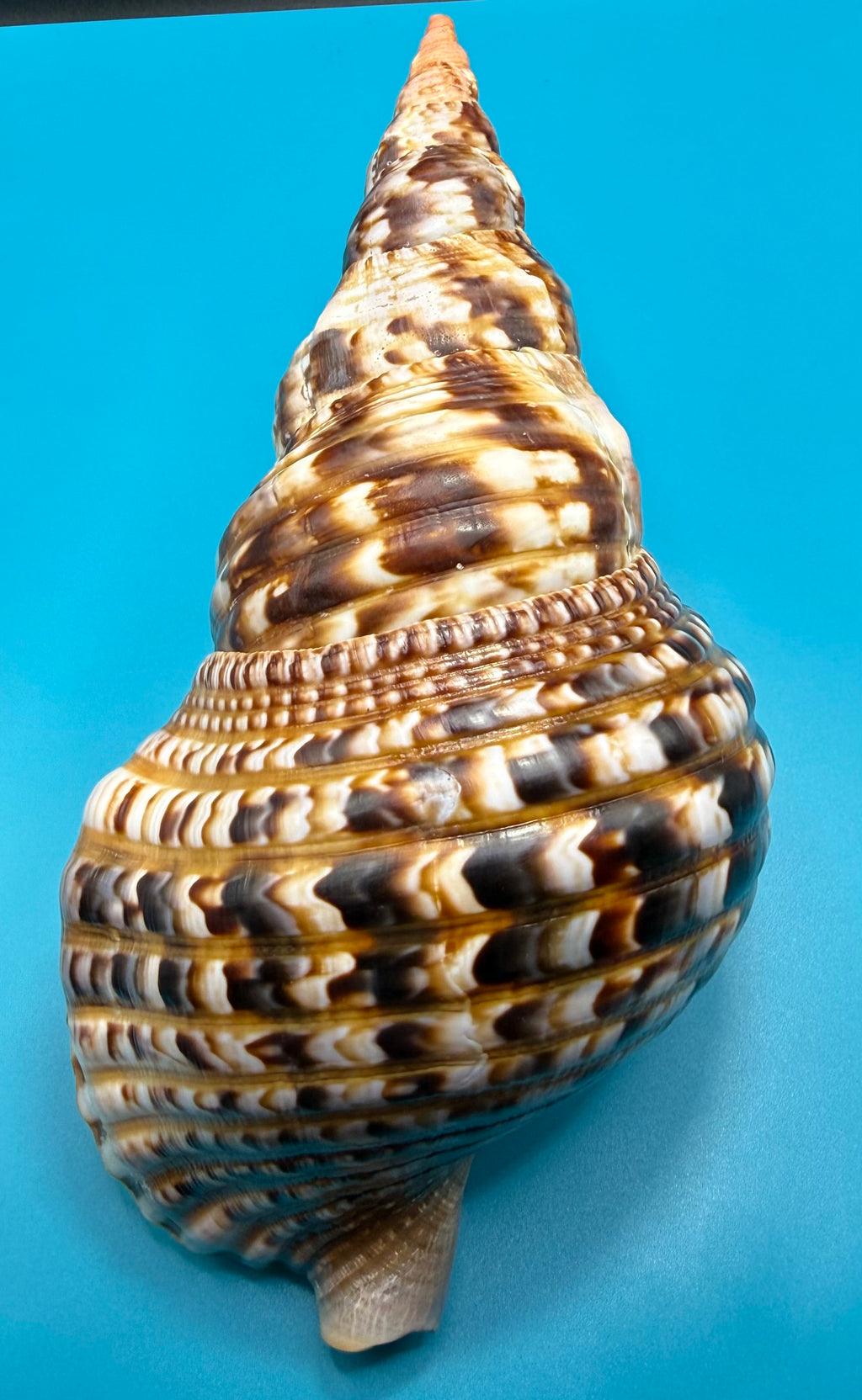 Charonia variegata 266.7mm – Giant Triton – Dry Tortugas – Rivera Coll.