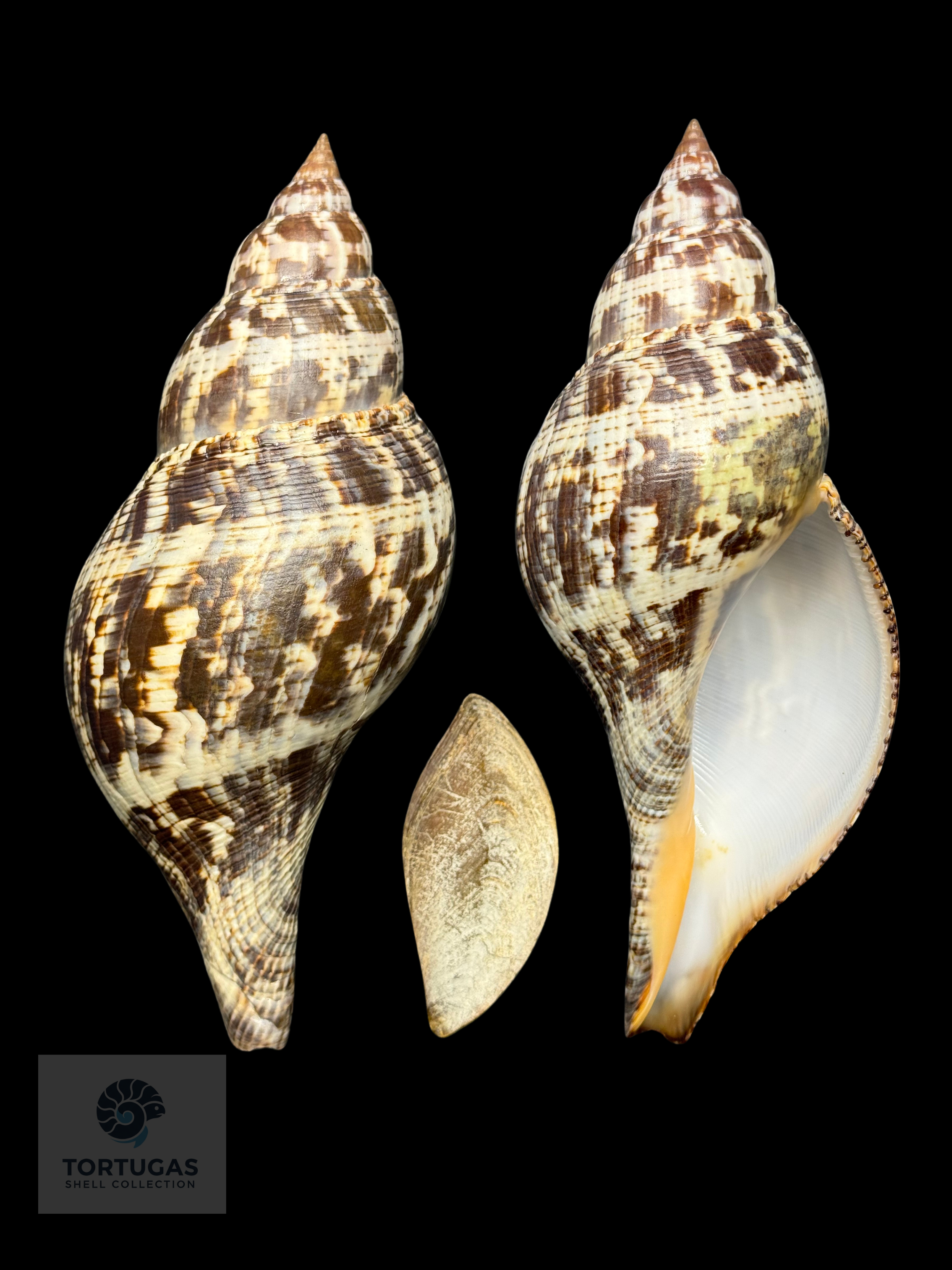 Fasciolaria tulipa (Linnaeus, 1758) – TSC #0820FAS-TSC