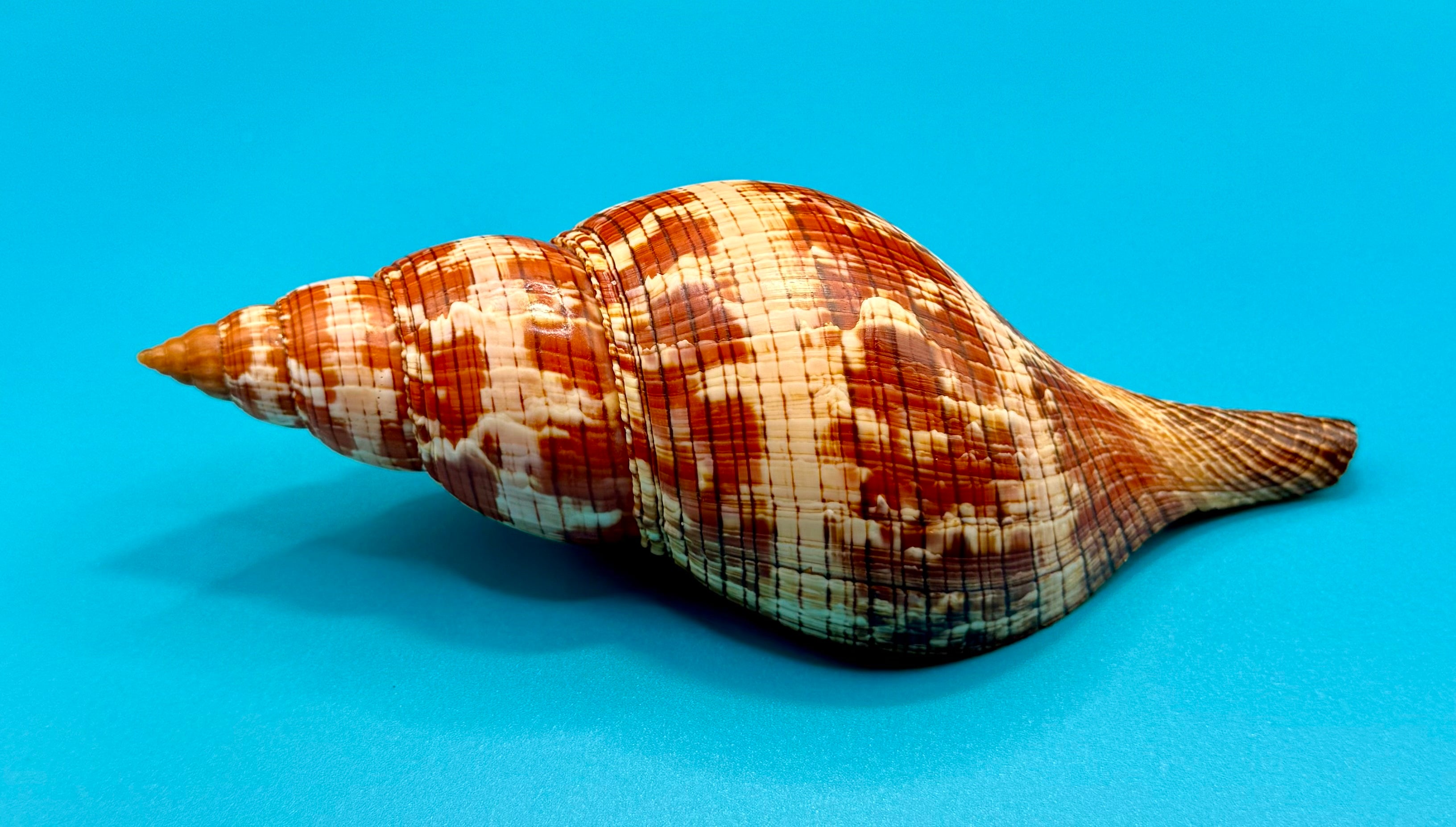 Fasciolaria riverai – Recently Described 2026 – Tortugas Shell Collection Specimen