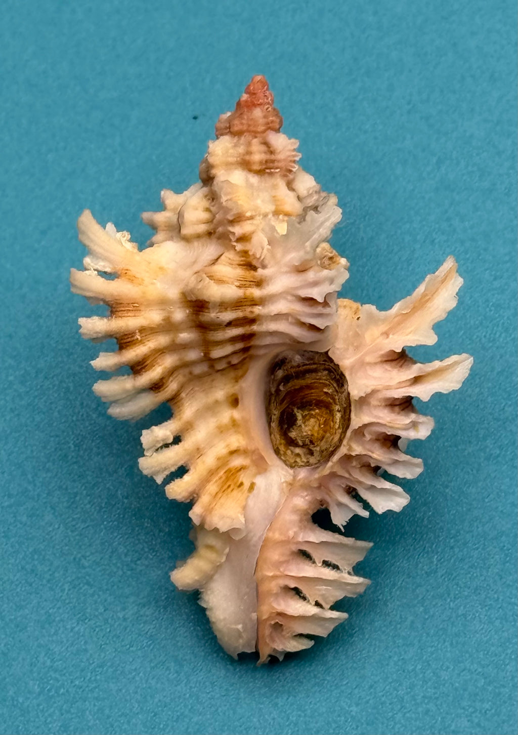 Chicoreus riverai – Dry Tortugas – 51.2mm – Pink Apex – F++ w/o