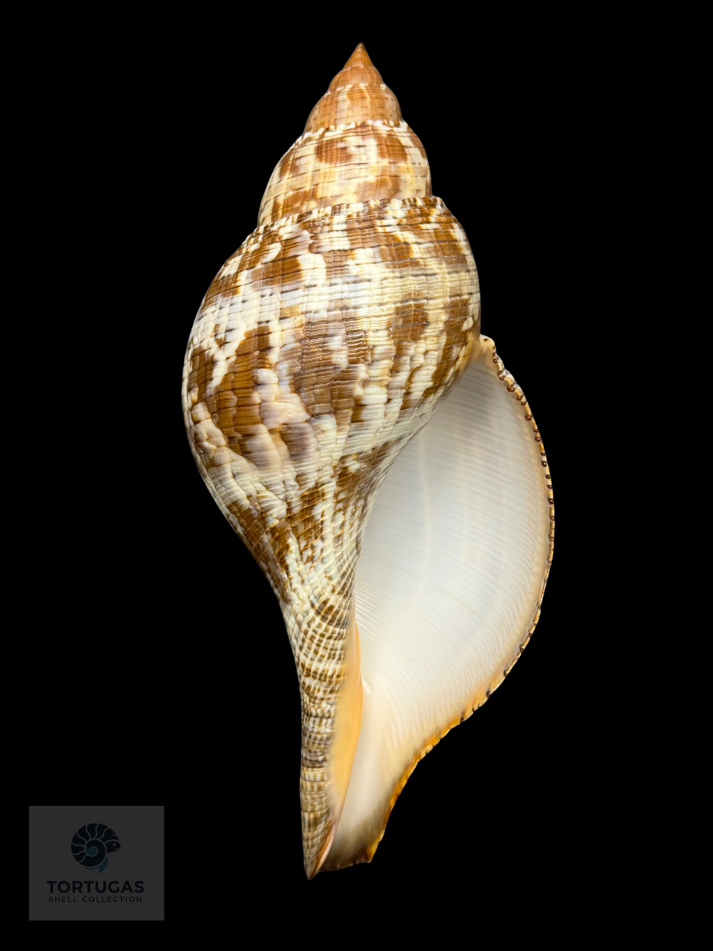 Fasciolaria tulipa f. scheepmakeri Kobelt, 1875 – TSC #0819FAS-TSC