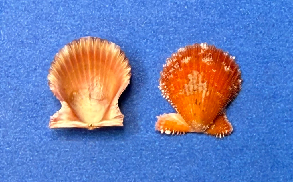 Lindapecten muscosus Red Orange Matched Pair Dry Tortugas 15.3mm
