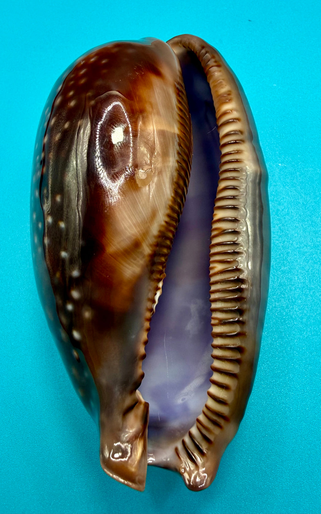 Macrocypraea cervus (Linnaeus, 1771) — 130mm | Dry Tortugas, FL | Tortugas Shell Collection