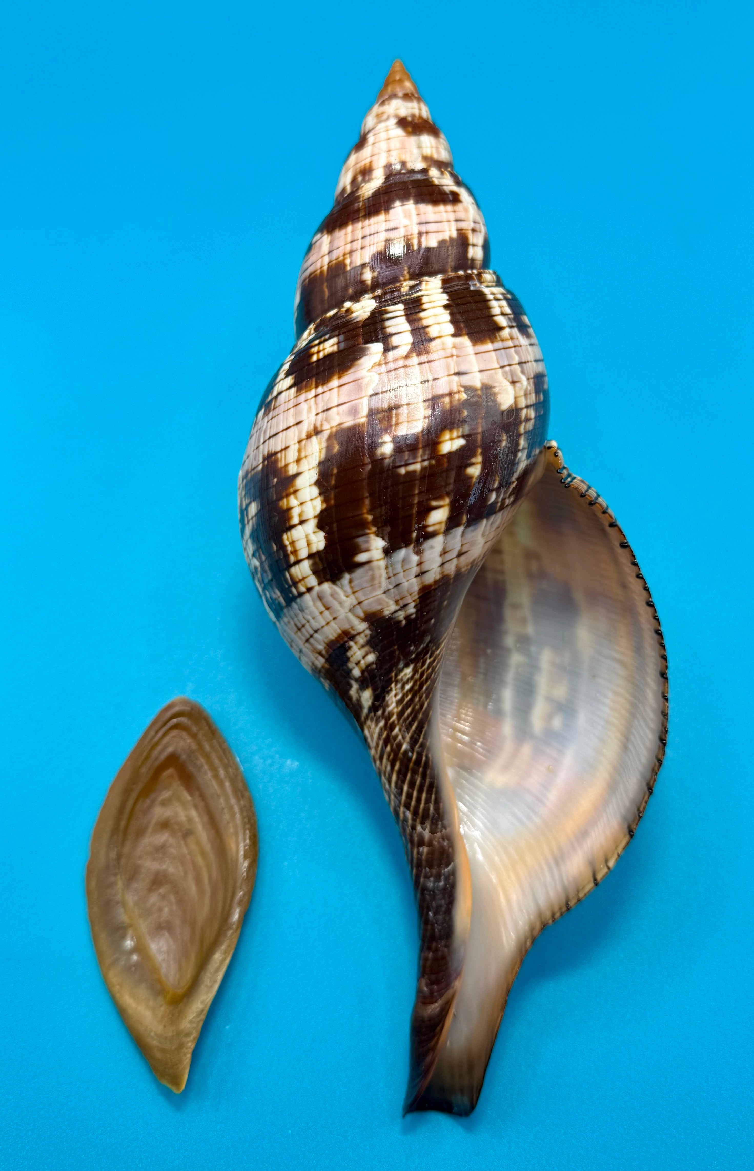 Fasciolaria riverai – Recently described– Dark Form – Dry Tortugas – 209.6mm