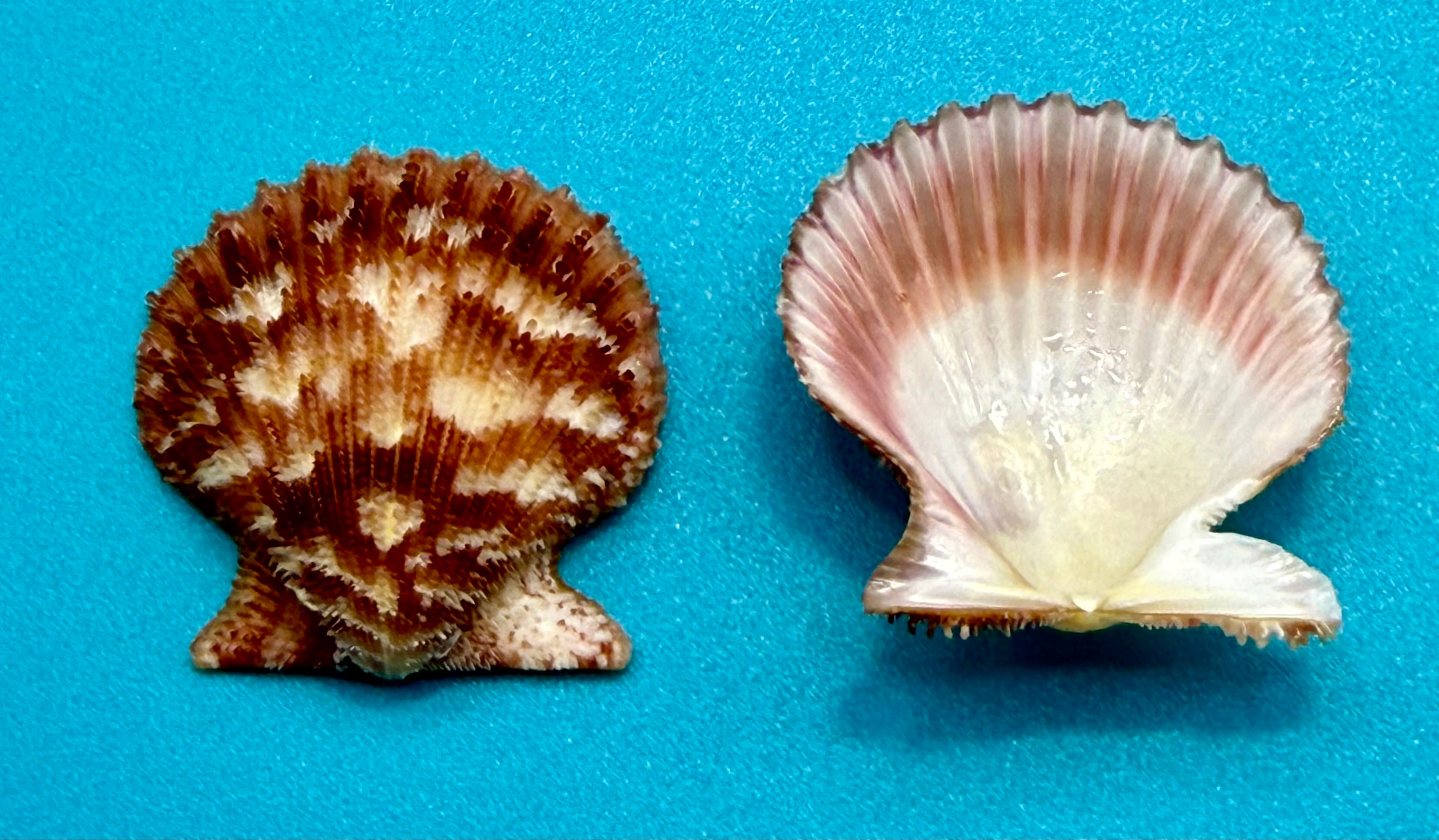 Lindapecten muscosus (W. Wood, 1828) – Pair 30.5mm - Pink Form -Tortugas Shell Collection