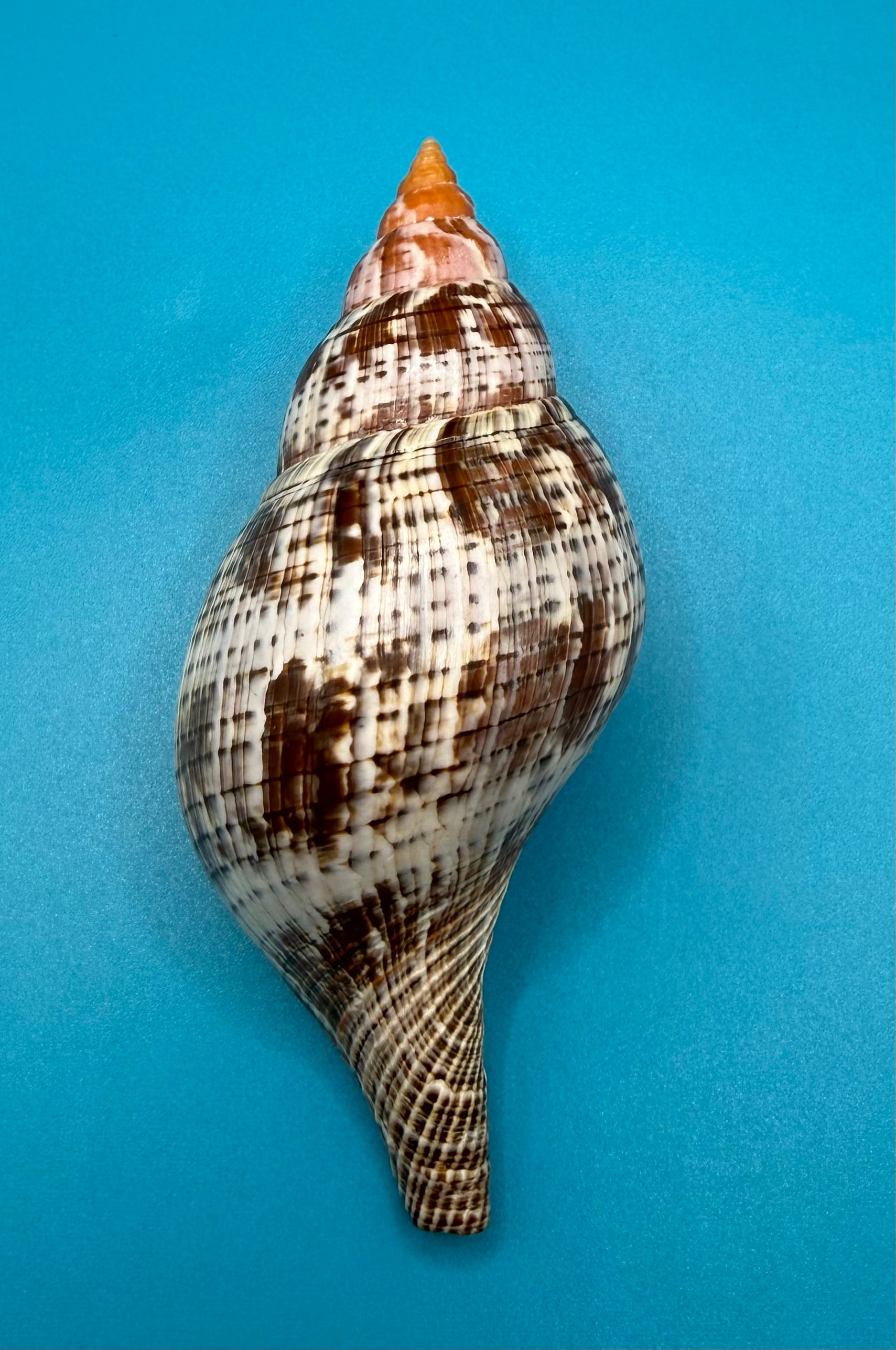 Fasciolaria bittneri 119mm – Recently Described 2023 – Dry Tortugas – Rivera Coll.