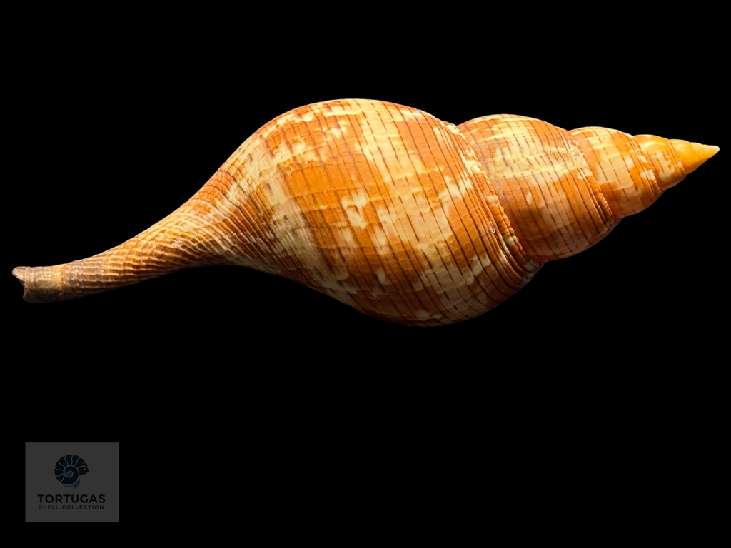 Fasciolaria riverai Petuch & Berschauer, 2026 Orange Form