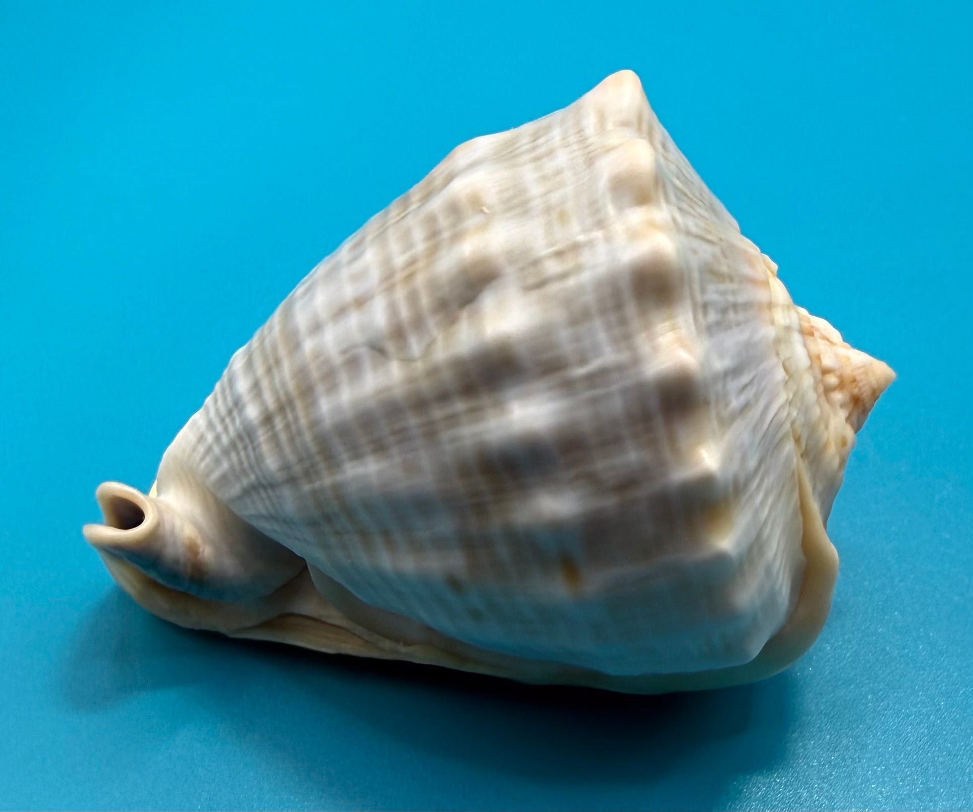 Cassis spinella 76.0mm – Dry Tortugas – Rivera Coll.