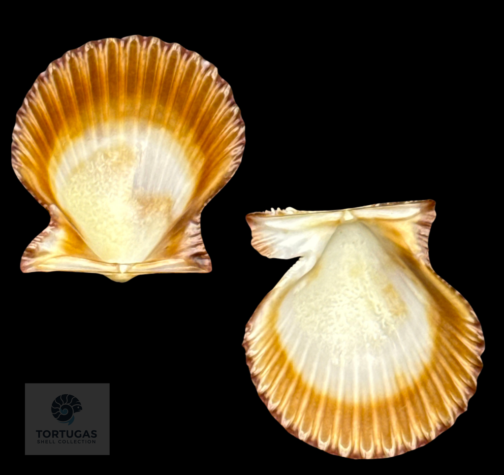 Lindapecten muscosus (W. Wood, 1828) – Matched Pair – 25.2 mm x 23.1 mm – TSC #0217PEC-TSC