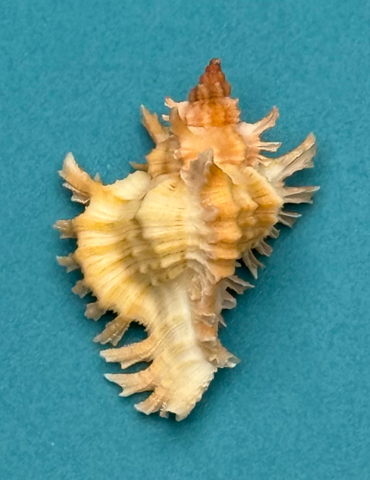 Chicoreus riverai – Pulley Ridge – 33.4mm – Named Species – F+++ w/o