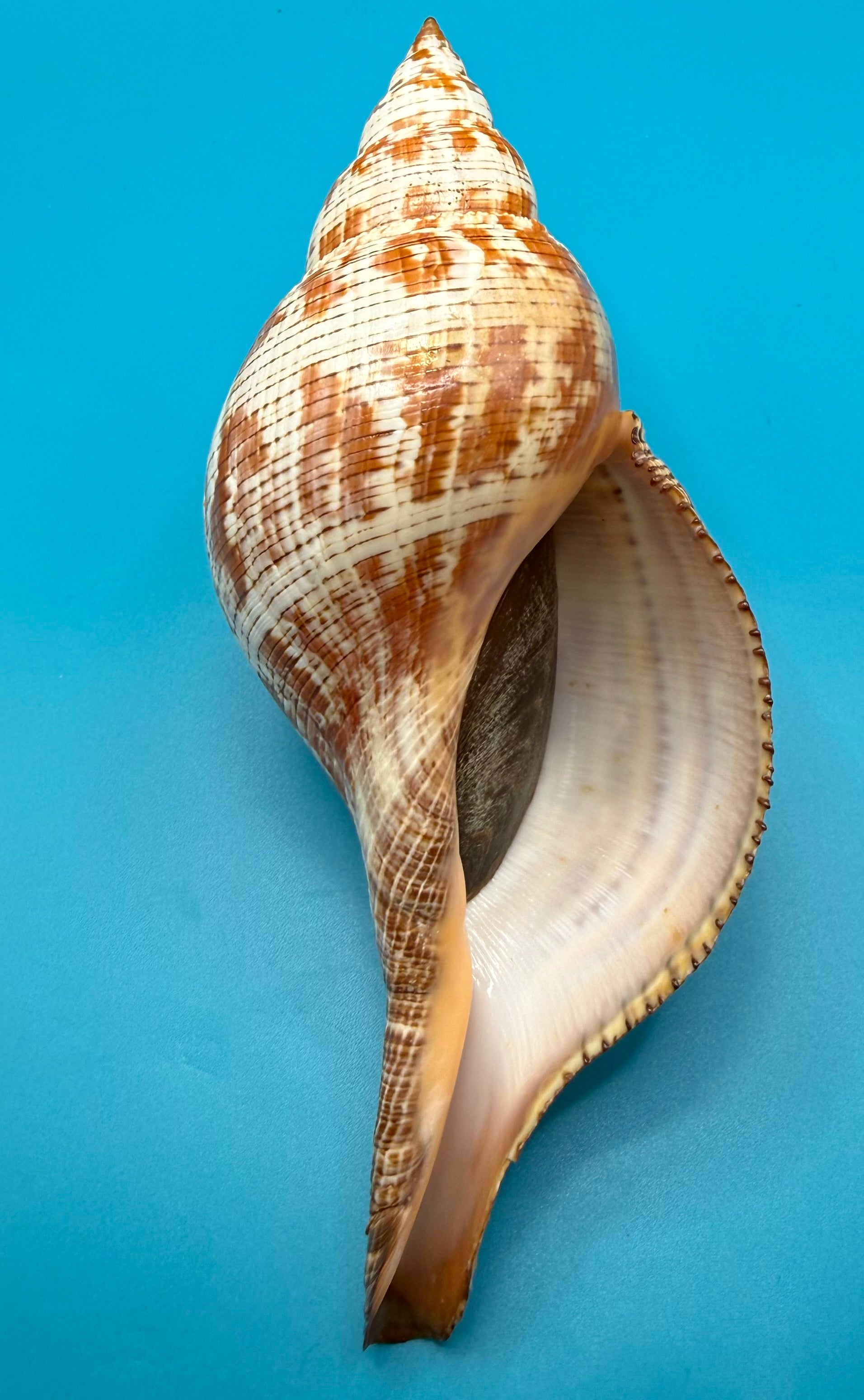 Fasciolaria tulipa 219mm – Giant Tulip – Dry Tortugas Trap Collected – TSC Coll