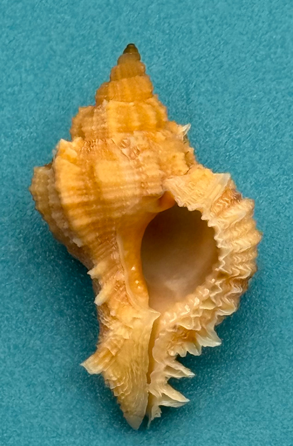 Phyllonotus whymani – Pulley Ridge, Dry Tortugas – 29.4 mm – Rare Deepwater Muricid