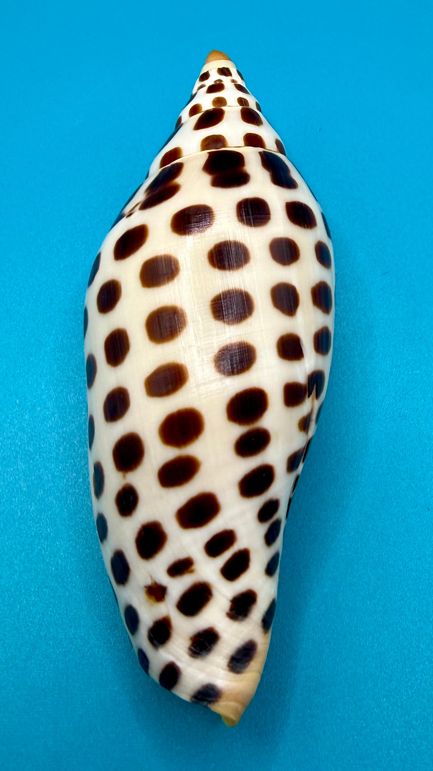 Scaphella junonia 114.8mm – Dry Tortugas Trap Collected – Tortugas Shell Collection