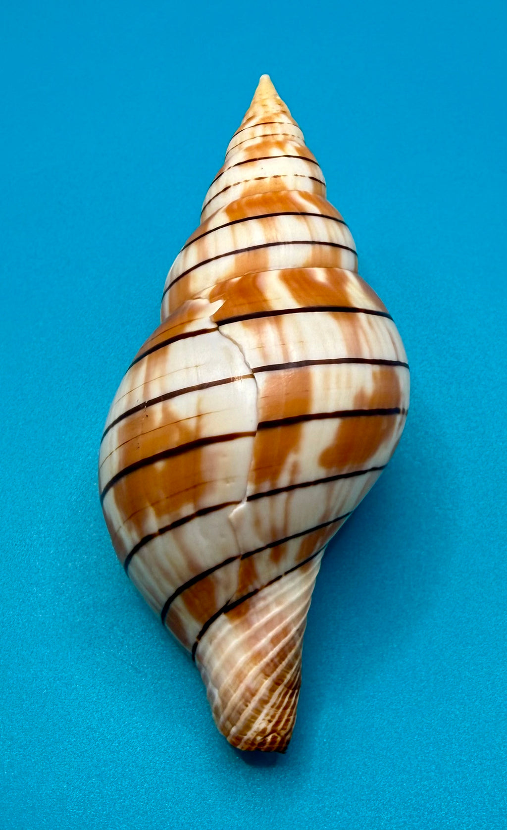 Cinctura tortugana 103.9mm – Pulley Ridge (260 ft) Trap Collected – Dry Tortugas – Tortugas Shell Collection