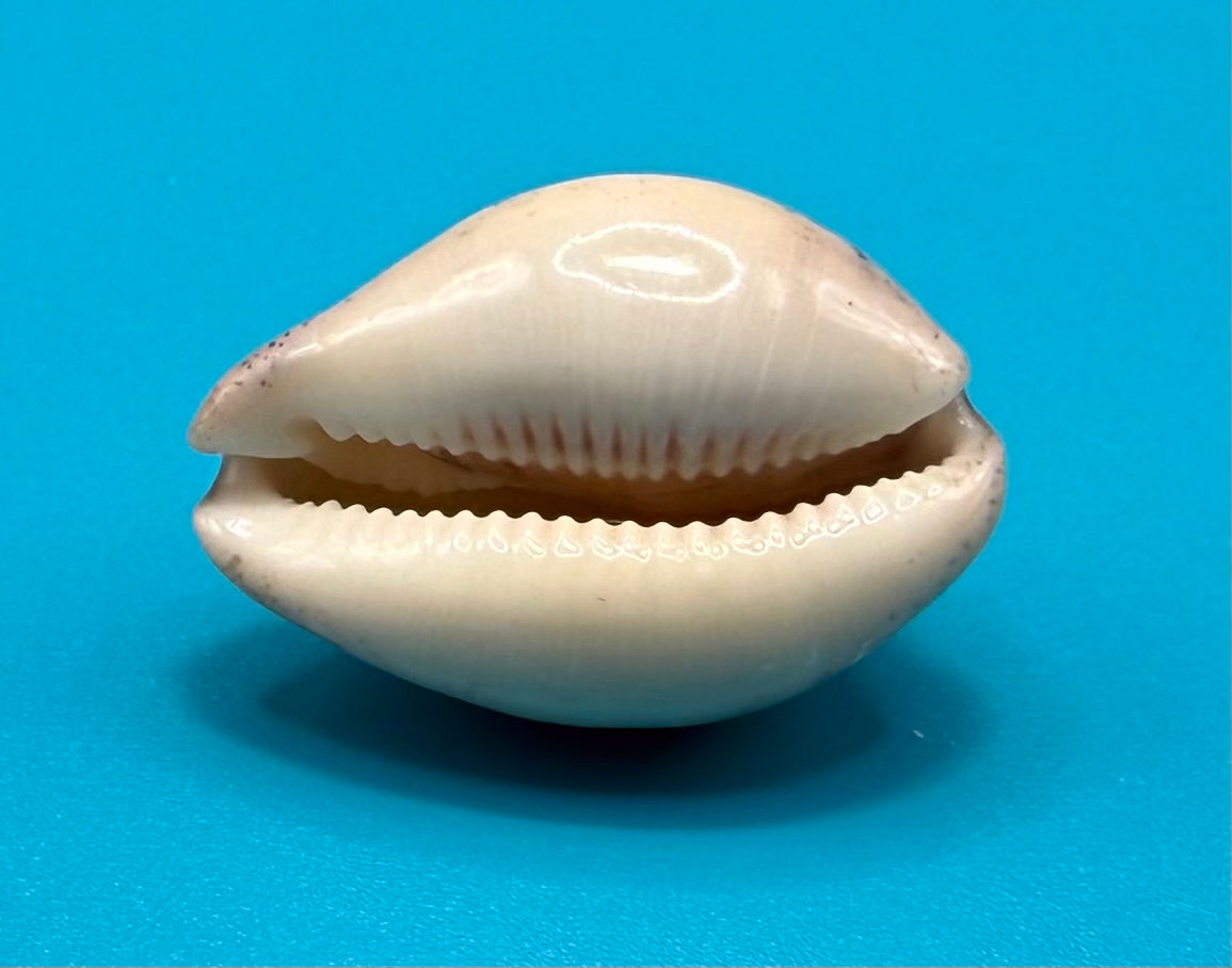 Luria cineria 25.5mm – Dry Tortugas – Rivera Coll.