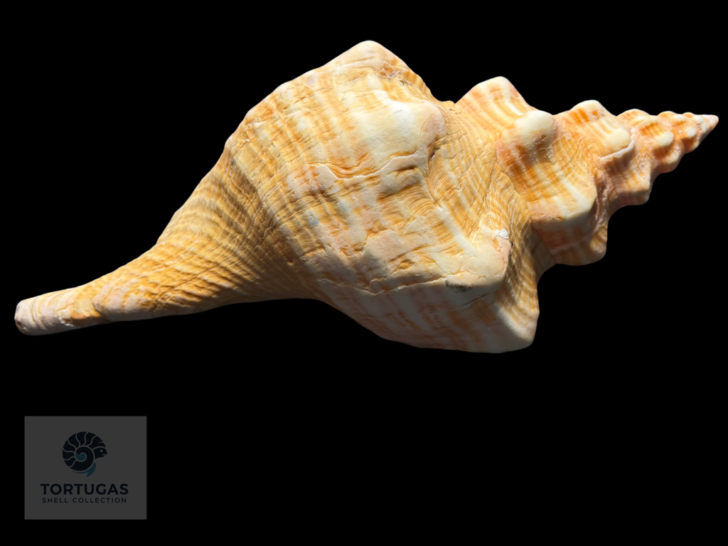 Triplofusus giganteus – Horse Conch – 17.48” (444 mm) – Operculum Included