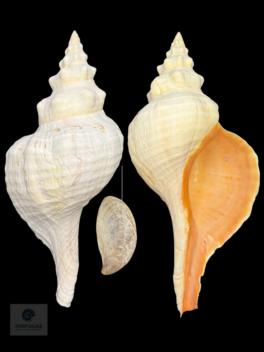 Triplofusus giganteus – Horse Conch – 16.50” (419 mm) – Operculum Included