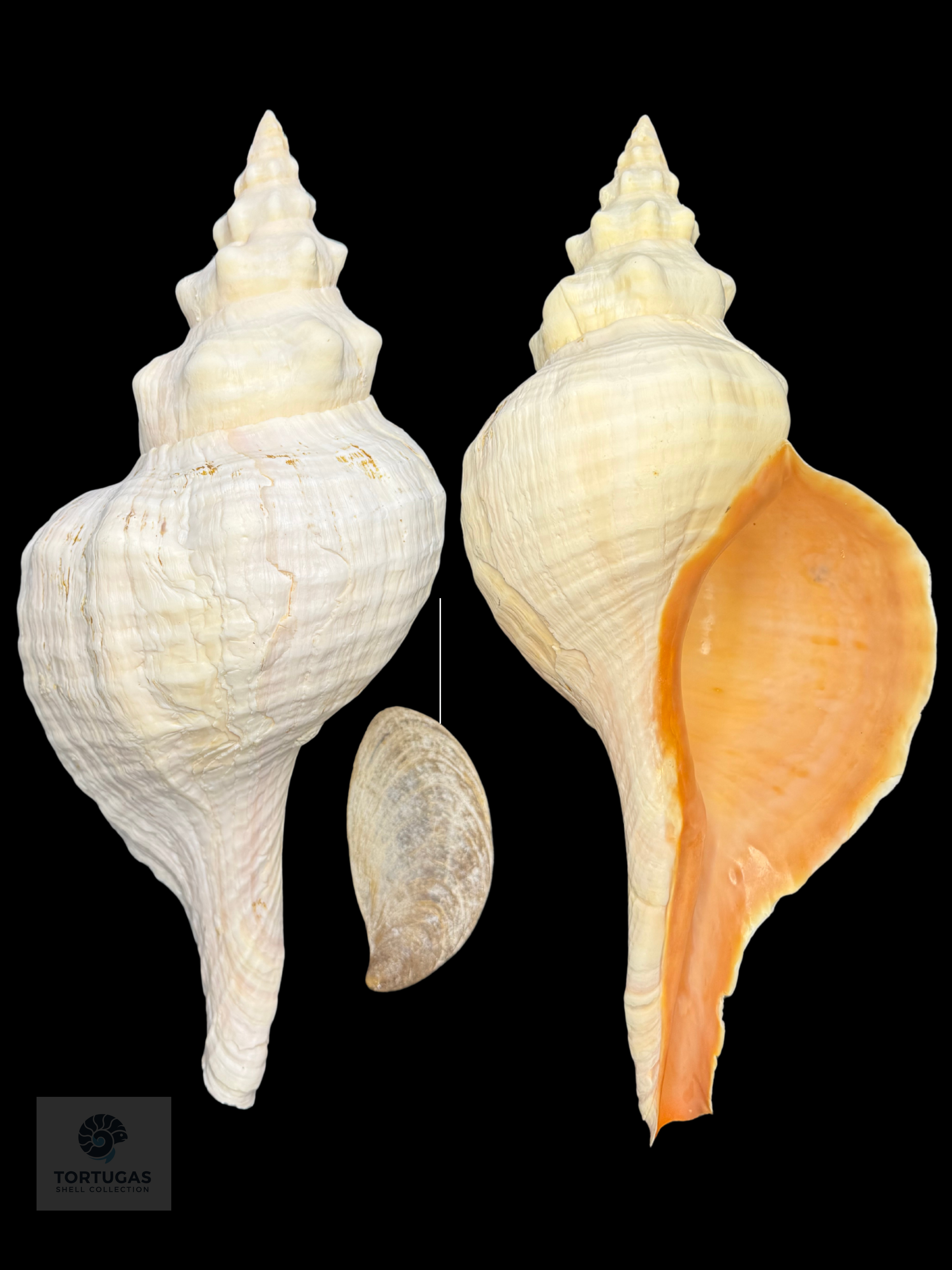 Triplofusus giganteus – Horse Conch – 16.50” (419 mm) – Operculum Included