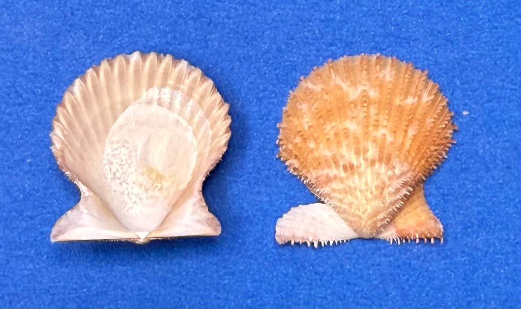 Lindapecten muscosus – Spiny Scallop Matched Pair – Pulley Ridge – 25.4mm