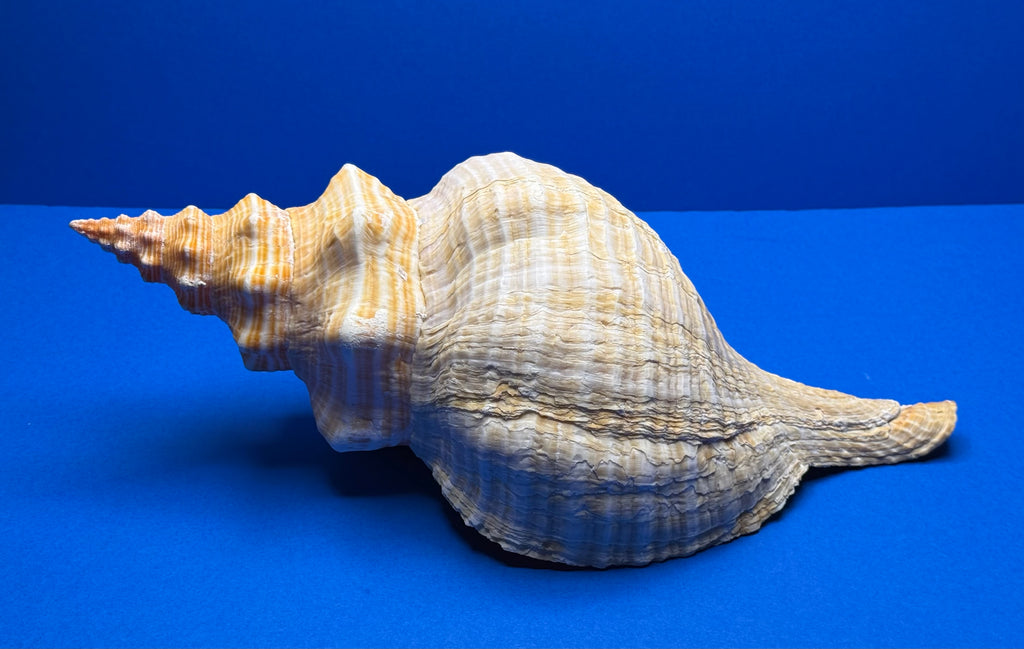 Triplofusus giganteus – Giant Horse Conch – Key West, FL – 419.1 mm – 0646FAS-TSC