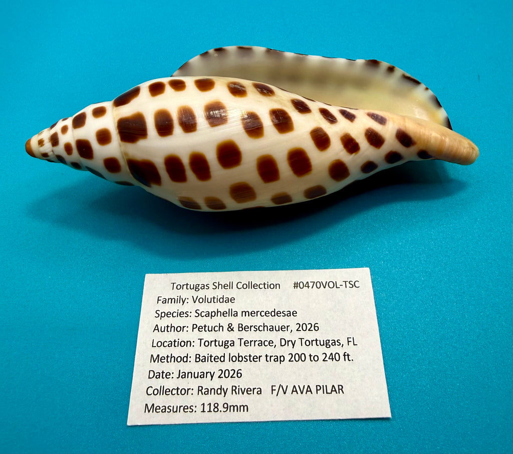 Scaphella mercedesae – Volute – Tortuga Terrace – 118.9mm