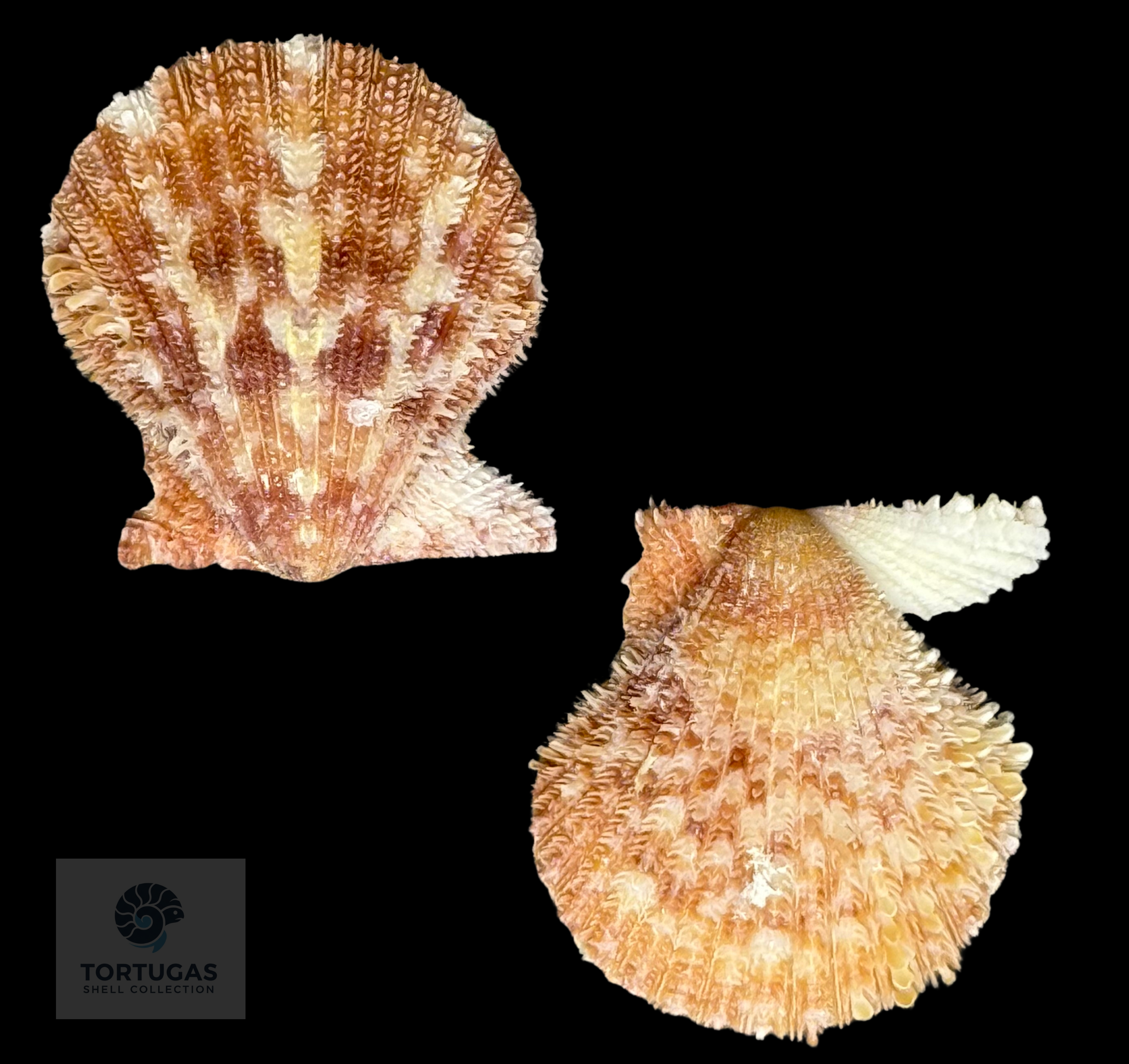 Lindapecten muscosus (W. Wood, 1828) – Matched Pair – 21.6 mm x 19.7 mm – TSC #0655PEC-TSC