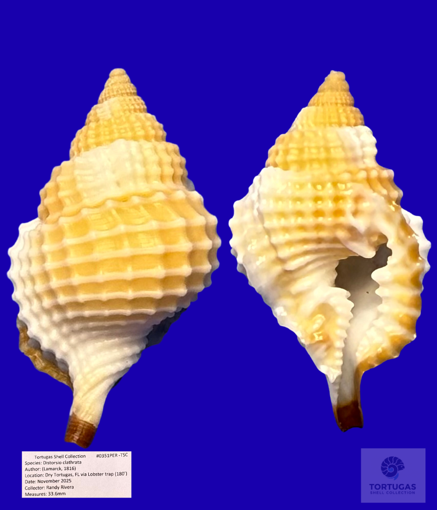 Distorsio clathrata – Atlantic Distorsio – Dry Tortugas – 33.6mm – #0351PER-TSC