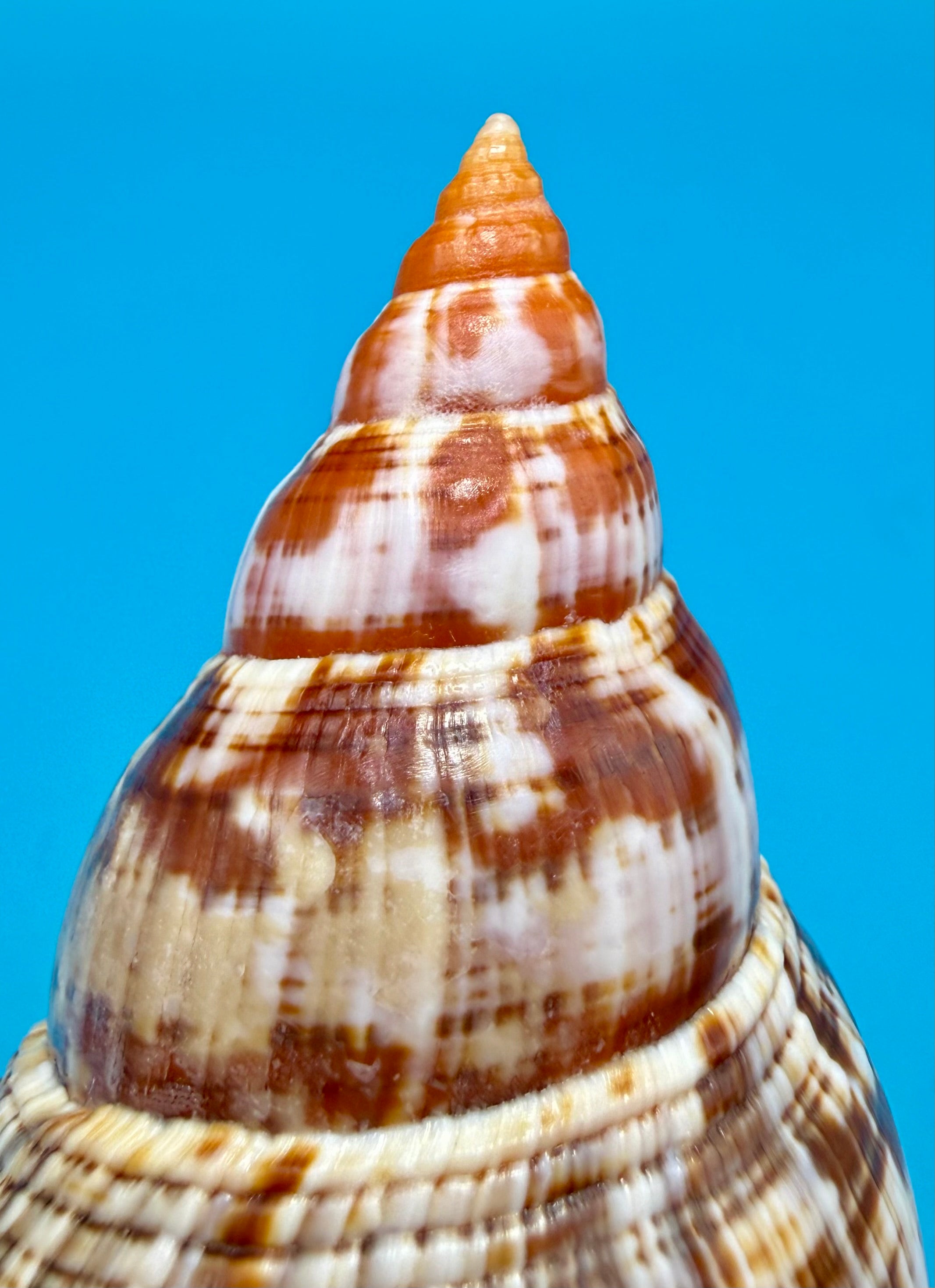 Fasciolaria bittneri – Dry Tortugas – 116.9mm