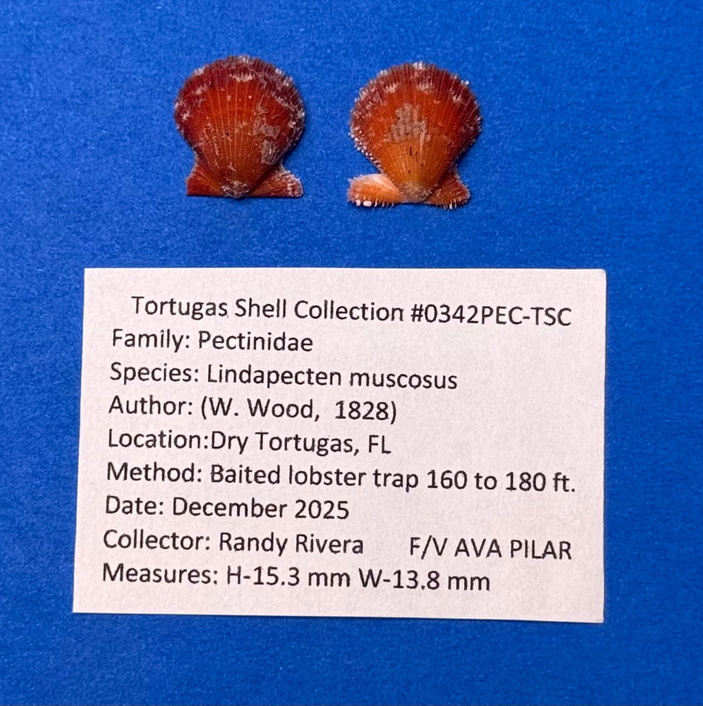 Lindapecten muscosus Red Orange Matched Pair Dry Tortugas 15.3mm