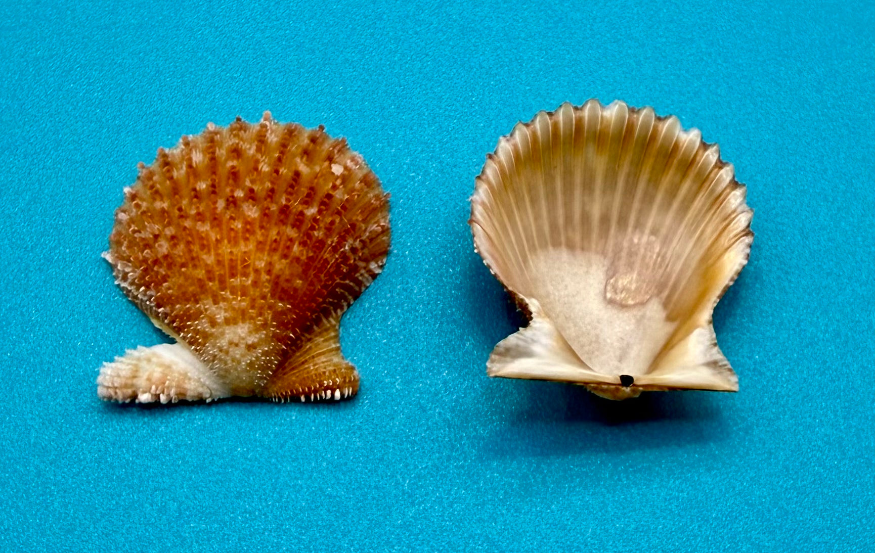 Lindapecten muscosus – Scallop – Dry Tortugas FL – 25mm – Matched Pair