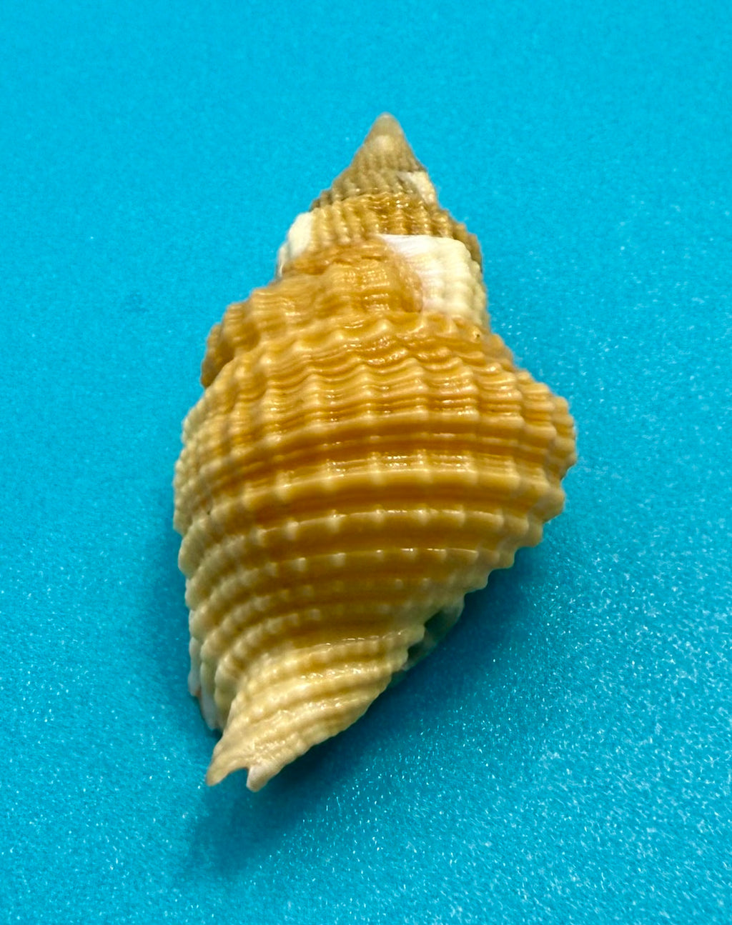Distorsio mcgintyi – McGinty’s Distorsio – Pulley Ridge – 39.7mm