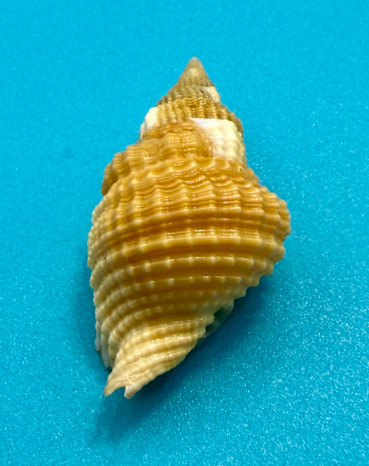 Distorsio mcgintyi – McGinty’s Distorsio – Pulley Ridge – 39.7mm