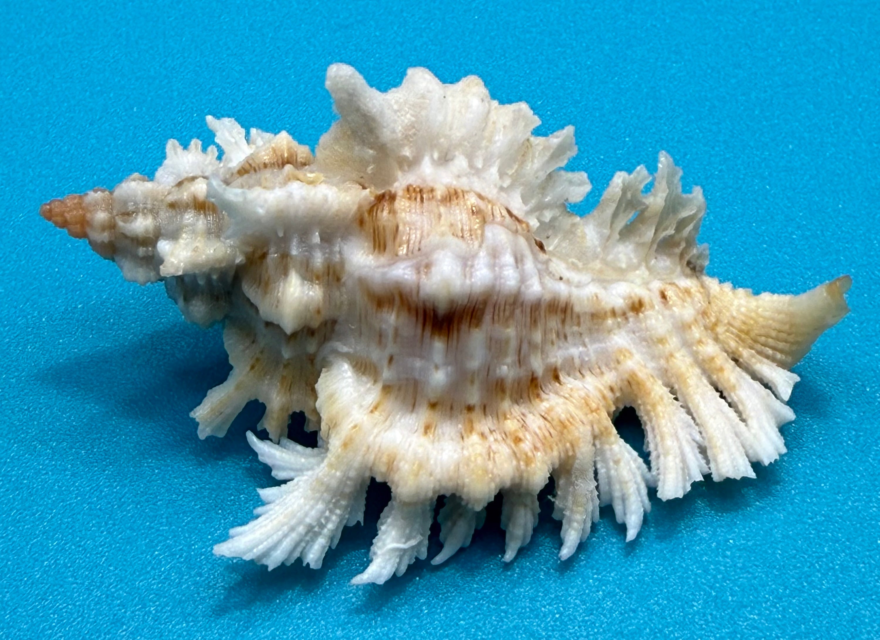 Chicoreus riverai  Petuch & Berschauer ,2026 — 55.2mm Deep-Water Murex • Dry Tortugas • Named After Collector • TSC Provenance