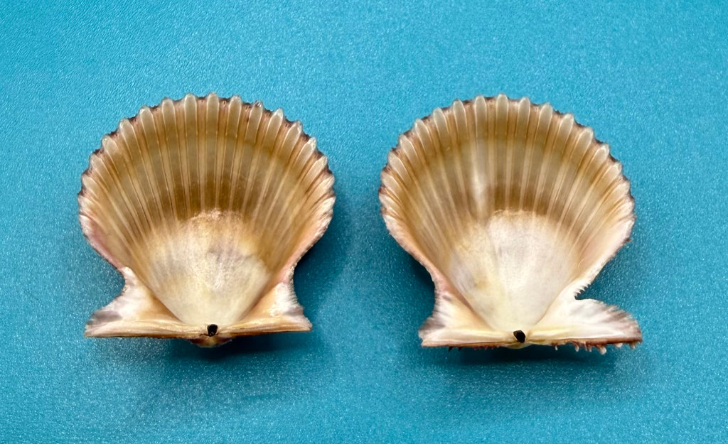 Lindapecten muscosus Pair – 24.6mm – Deep Water Trap Collected – Dry Tortugas – Tortugas Shell Collection