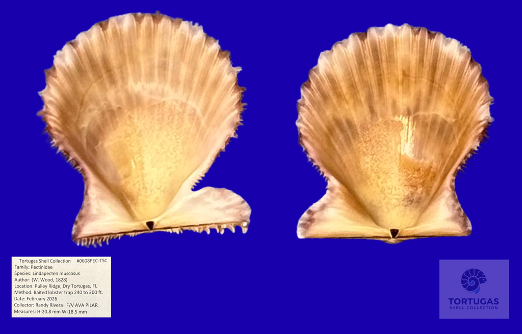 Lindapecten muscosus – Matched Pair – Pulley Ridge – 20.8mm