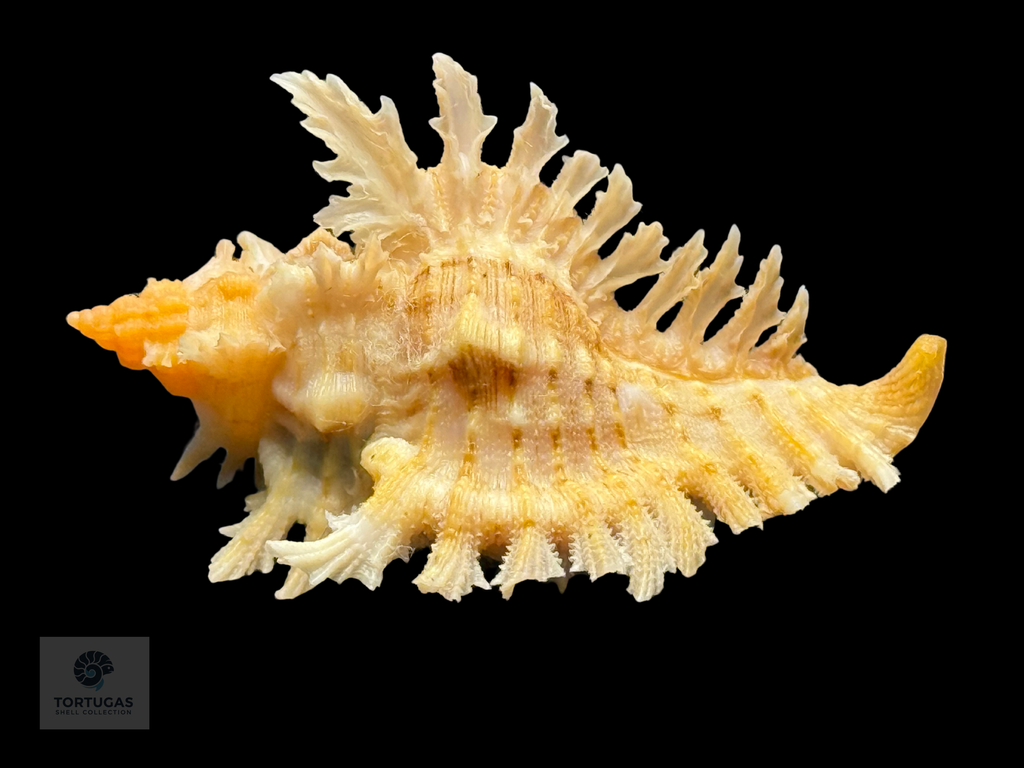 Chicoreus riverai Petuch & Berschauer, 2026 – 44.7mm TSC#0498 w/o