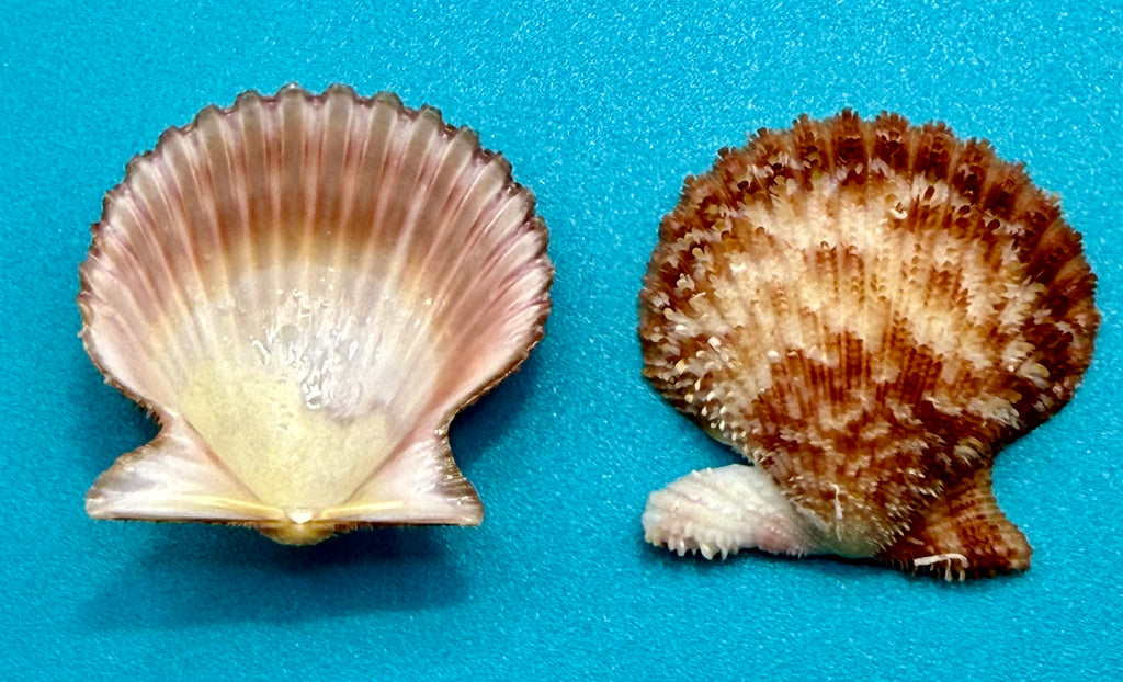 Lindapecten muscosus (W. Wood, 1828) – Pair 30.5mm - Pink Form -Tortugas Shell Collection
