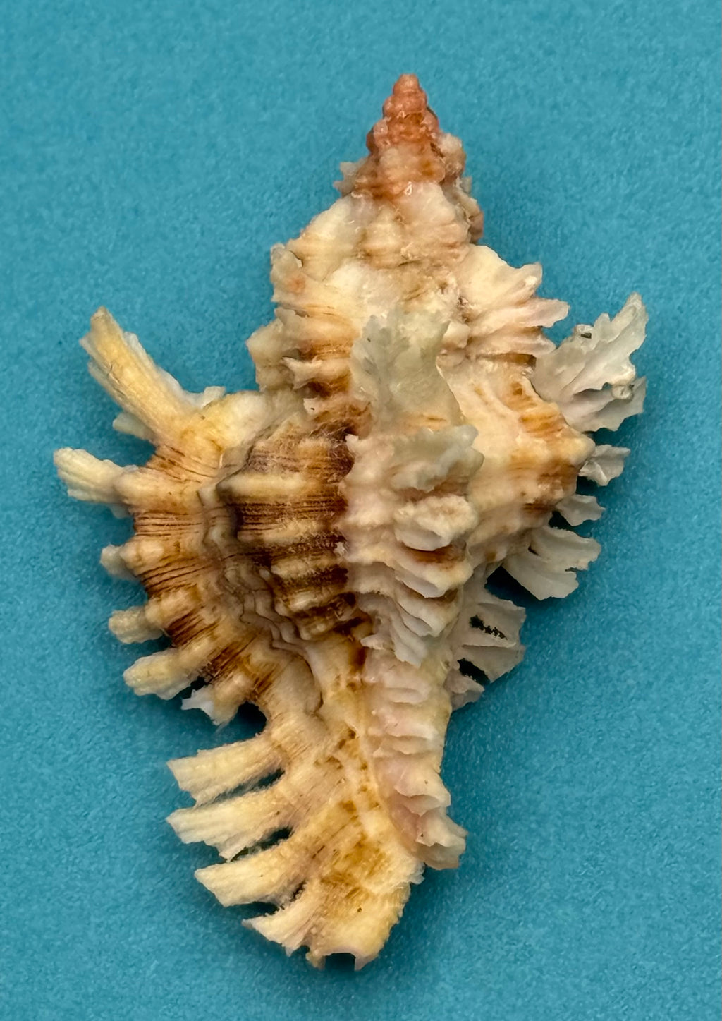 Chicoreus riverai – Dry Tortugas – 51.2mm – Pink Apex – F++ w/o