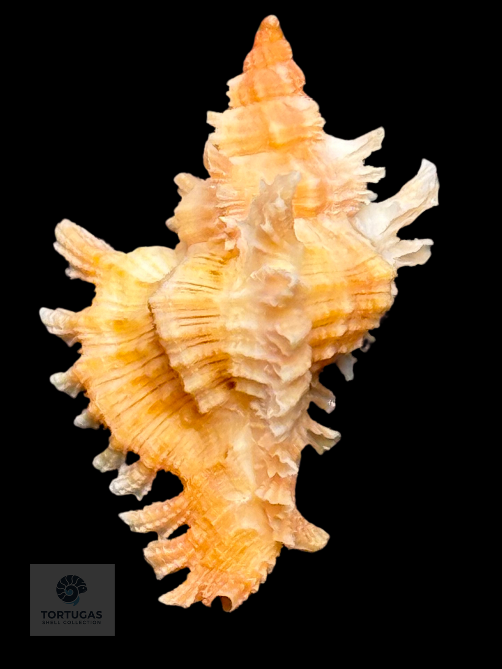 Chicoreus riverai Petuch & Berschauer, 2026 27.1mm w/o
