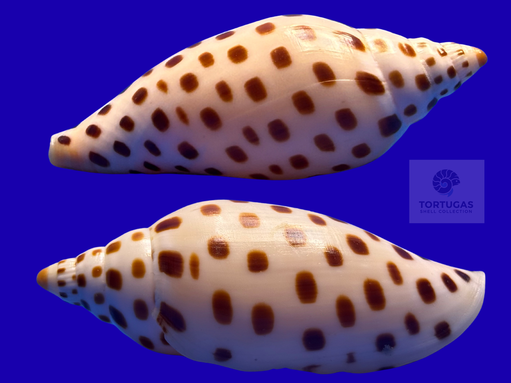 Scaphella elizabethae – Dry Tortugas, FL – 93.0 mm – #0722VOL-TSC