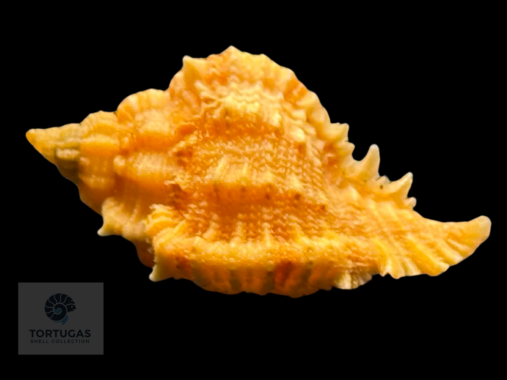 Phyllonotus whymani Petuch & Sargent, 2011 TSC#0789