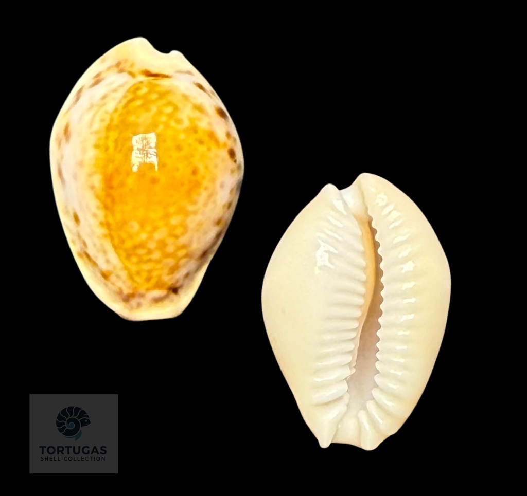 Naria acicularis (Gmelin, 1791) – 20.6 mm