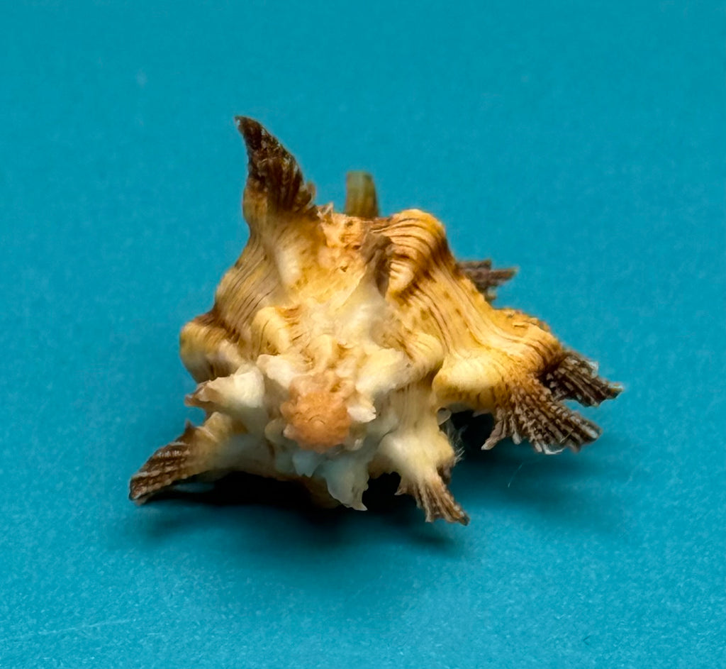 Chicoreus riverai – Dry Tortugas – 39.2 mm – Dark Frond Form – F+++ w/o