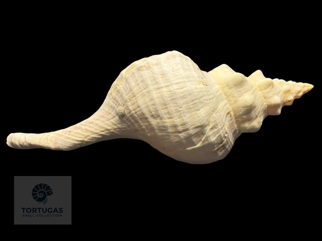 Triplofusus giganteus – Horse Conch – 16.50” (419 mm) – Operculum Included