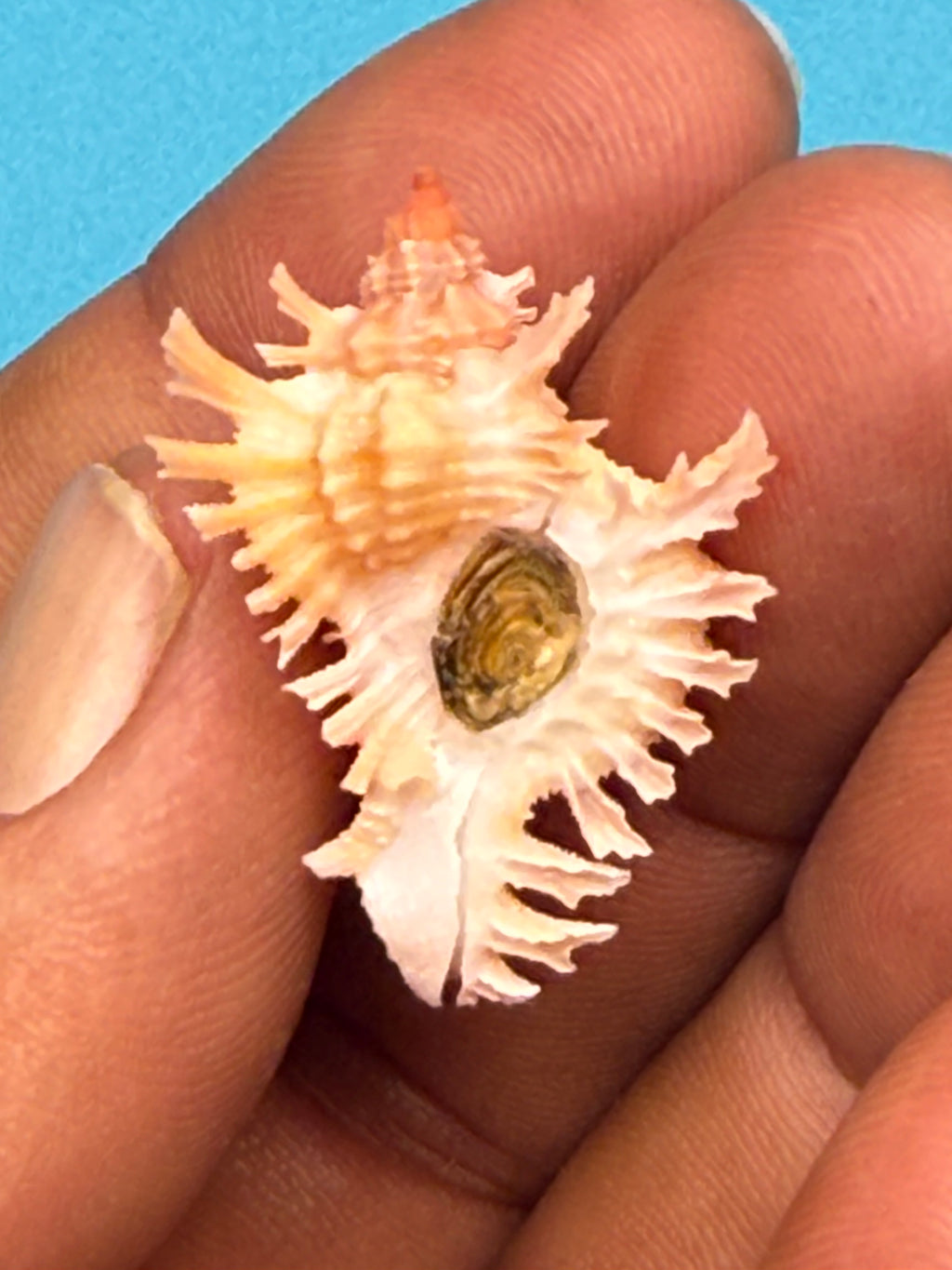 Chicoreus riverai – Pulley Ridge – 33.4mm – Named Species – F+++ w/o