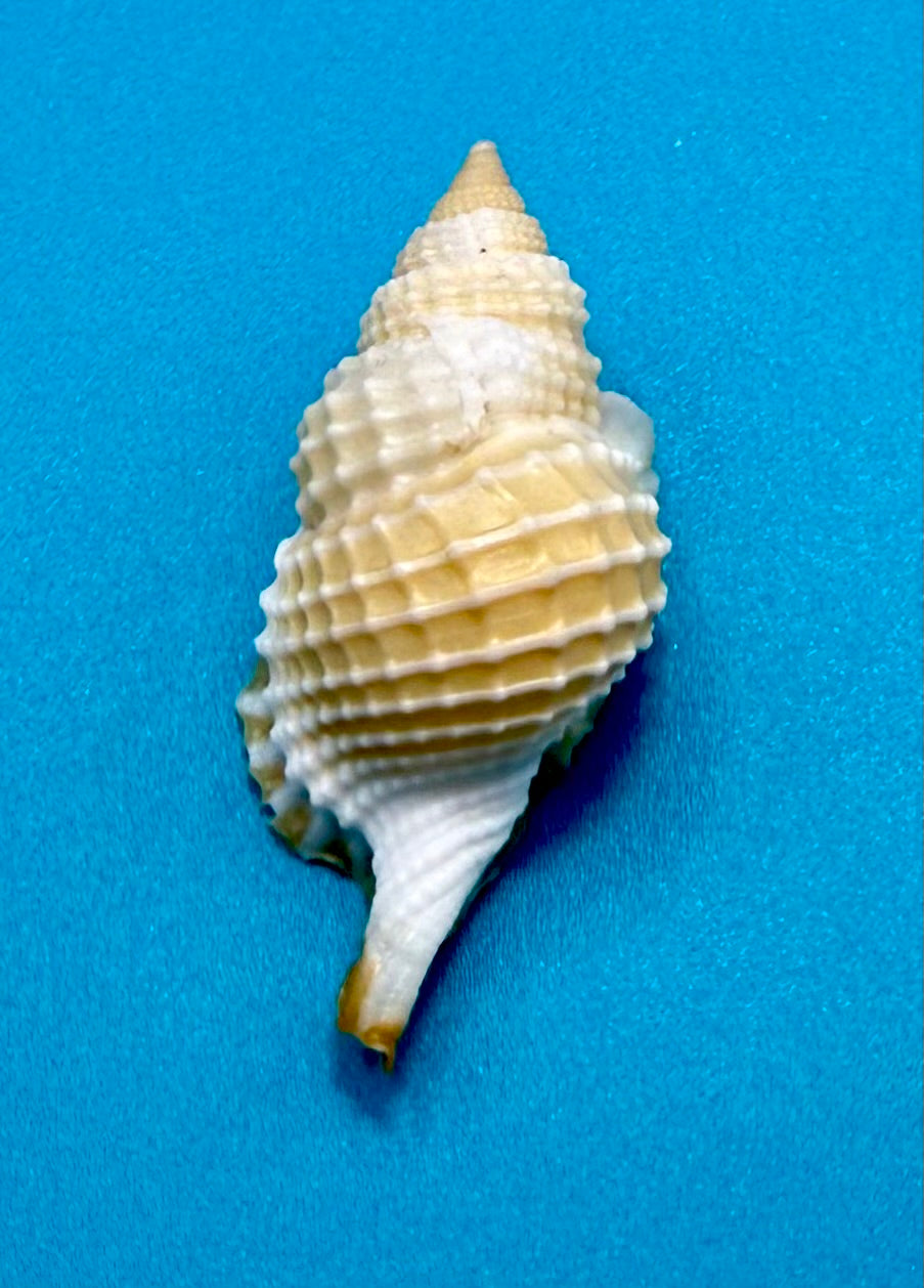 Distorsio clathrata (Lamarck, 1816) – 56.6mm | Tortugas Shell Collection