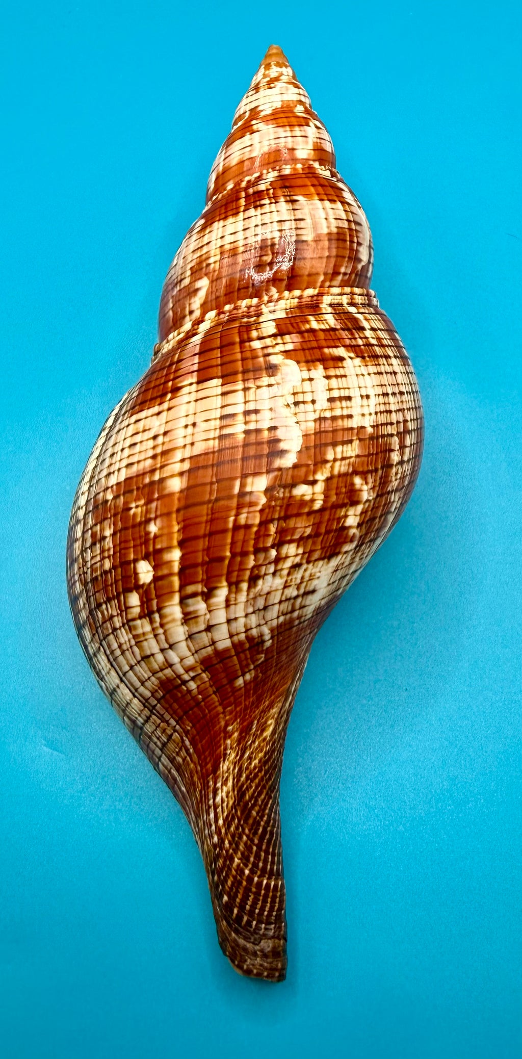 Fasciolaria riverai 206.3mm – Recently Described 2026 – Named After the Collector – Tortuga Terrace – Rivera Provenance