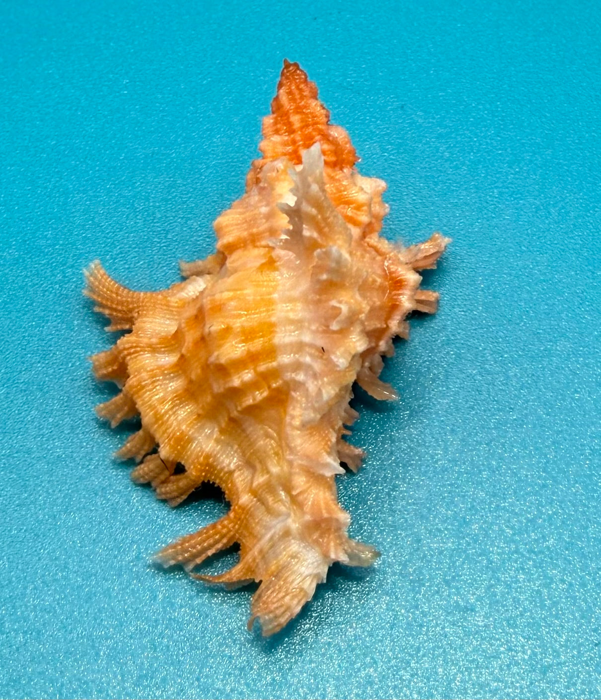 Chicoreus riverai 38.4mm – Pulley Ridge – TSC