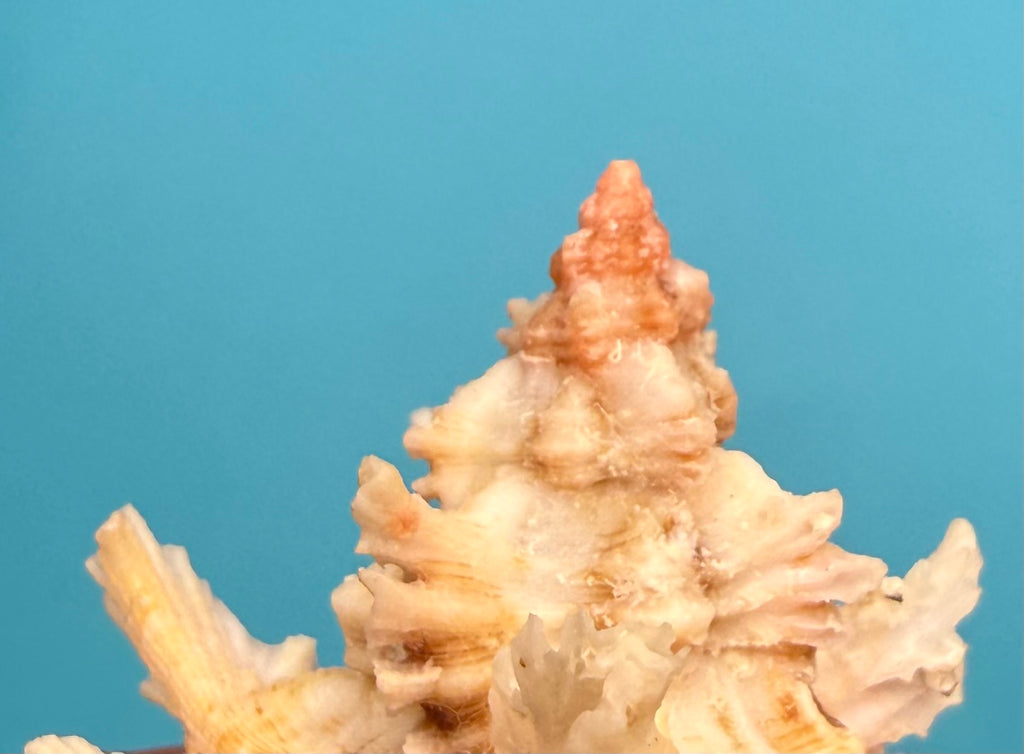 Chicoreus riverai – Dry Tortugas – 51.2mm – Pink Apex – F++ w/o